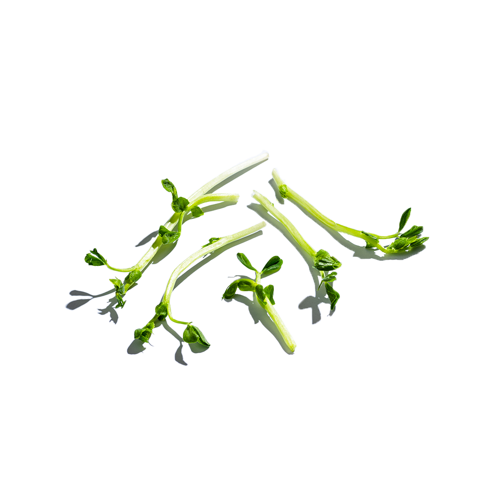 pea sprouts